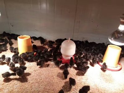 黑羽乌皮鸡苗育雏