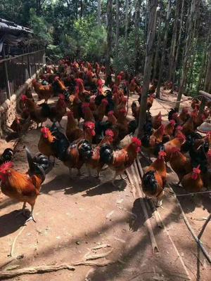 宣汉地区客户黑瑶鸡散养