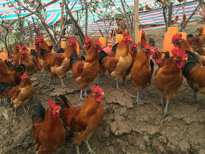 乌皮红冠土鸡公苗