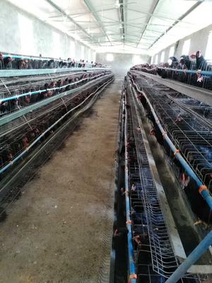 绿壳蛋鸡苗种场一角