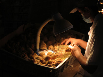 青脚土鸡苗分辨实图