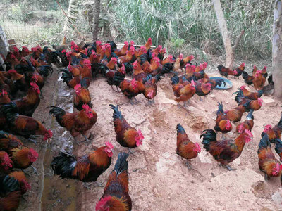 丰都香鸡苗行情