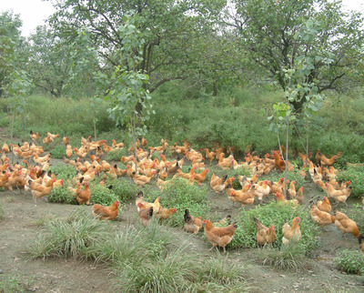小青脚土鸡1号母鸡