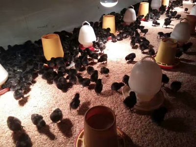 绿壳蛋鸡苗脱温