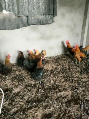 60天的高产麻羽绿壳蛋鸡