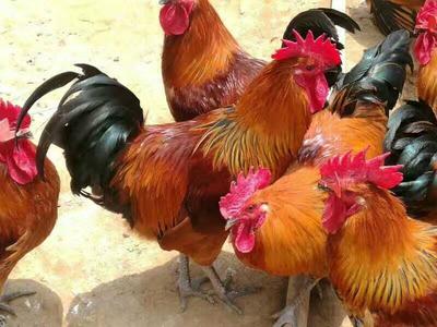 达州客户红瑶公鸡