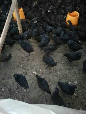 绿壳蛋鸡苗脱温苗