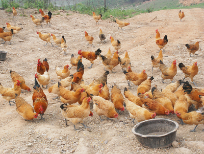 小青脚土鸡1号苗