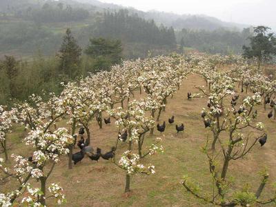 乌皮黑羽鸡散养