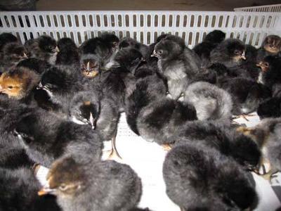 五黑一绿绿壳蛋鸡苗出壳苗