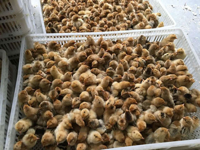 乌皮红冠土鸡出壳苗