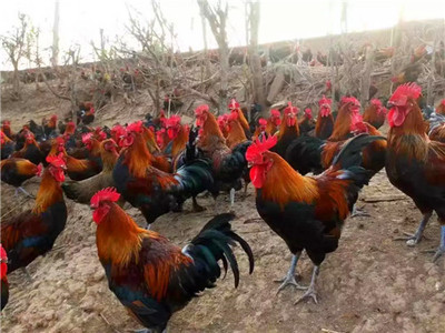 黑红羽香鸡苗