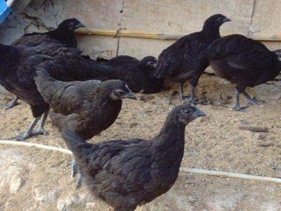 绿壳蛋鸡苗母苗80天