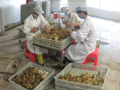 青脚土鸡出壳苗