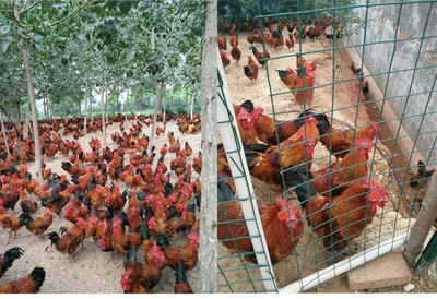 卓农瑶鸡客户散养场