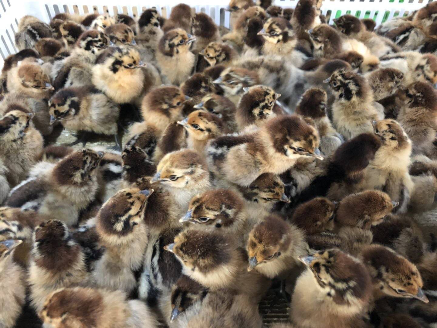 卓农麻乌鸡苗