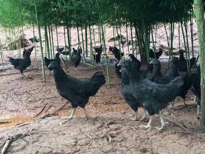 乌皮快大黑鸡60天