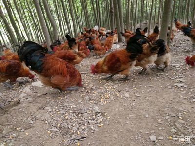 武胜香鸡苗行情