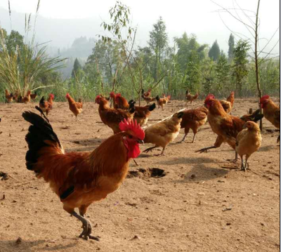 青脚土鸡散养